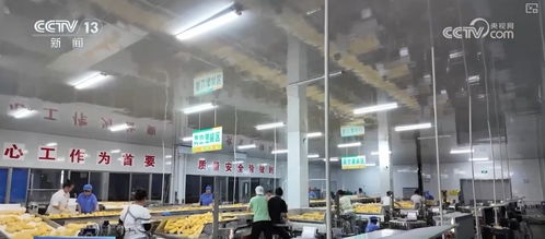 科技賦能讓鮮食玉米的 鮮 得到最直觀體現(xiàn)